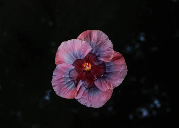 Hermosa flor tropical rosa y azul llena de agua y gotas de lluvia sobre fondo negro — Foto de Stock