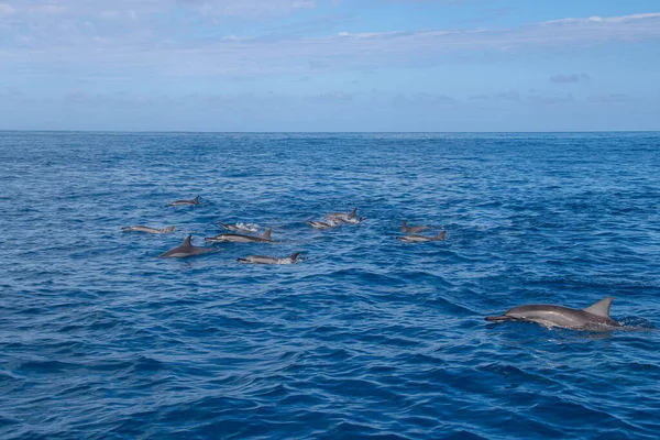 Golfinhos nadando e pulando no oceano indiano — Fotografia de Stock
