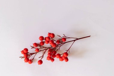 Holly şubesi beyaz arka planda izole edilmiş