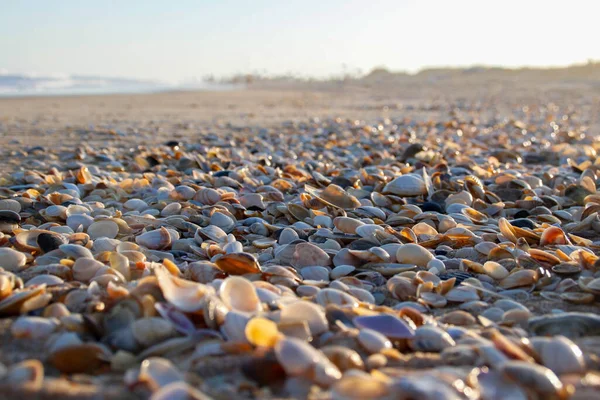 Binlerce değerli ve sonsuz deniz kabuğundan oluşan kum.