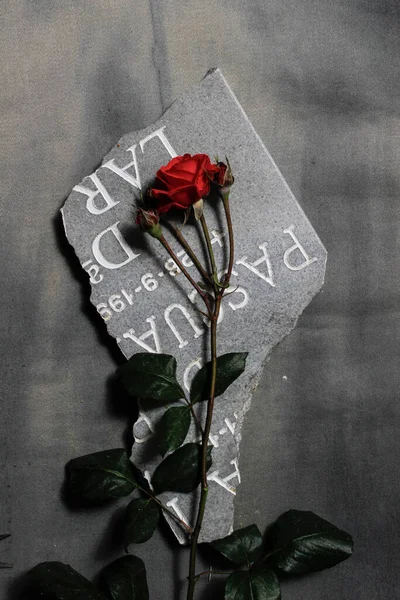 Triste foto de una flor de rosa roja en un pedazo de lápida — Foto de Stock