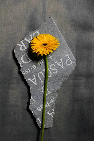 Triste foto de una flor amarilla de Garbera en un trozo de lápida — Foto de Stock