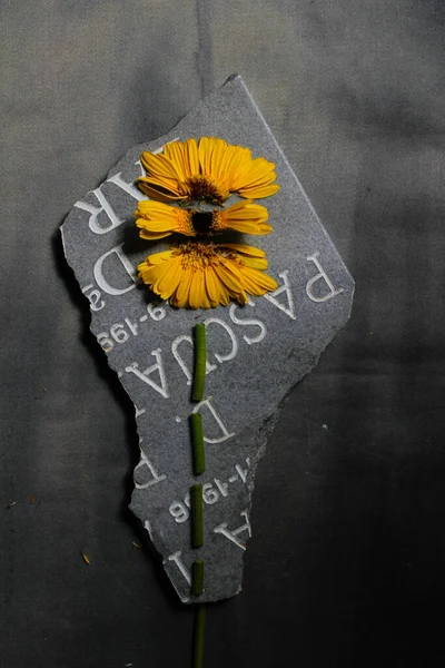 Triste foto de una flor de Garbera amarilla cortada en pedazos sobre un trozo de lápida — Foto de Stock