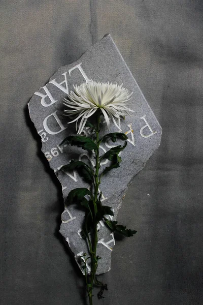 Triste foto de una flor de crisantemo amarillo en un pedazo de lápida — Foto de Stock