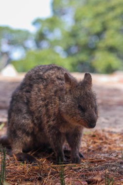 Real quokka sleepy on the leafy ground of Rottnet island, australia