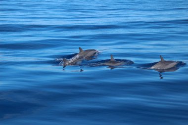 Four dolphin fins emerging from the deep waters