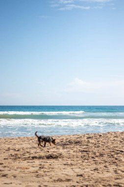 Yorkshire köpeği arka planda deniz varken kumsalda yürüyor..