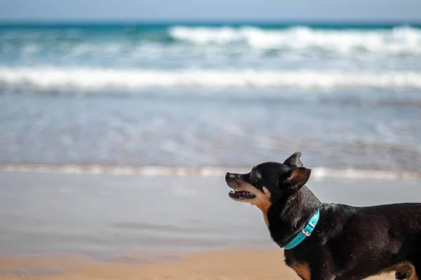 Sahilde arka planda deniz ile yürüyen köpek portresi. — Stok fotoğraf