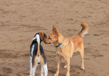 Kumsalda birbirine bakan köpekler.