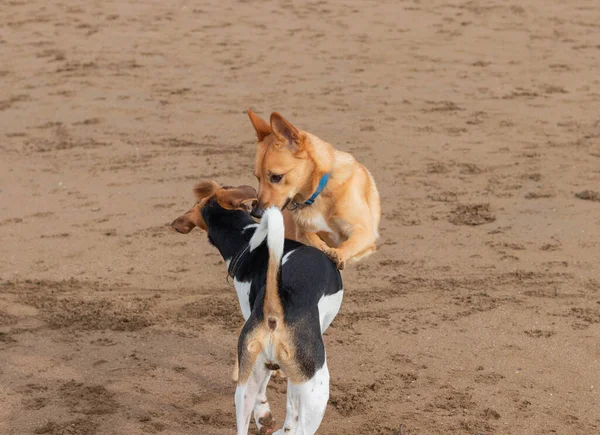İki köpek sahilde oynuyor ve eğleniyor. — Stok fotoğraf