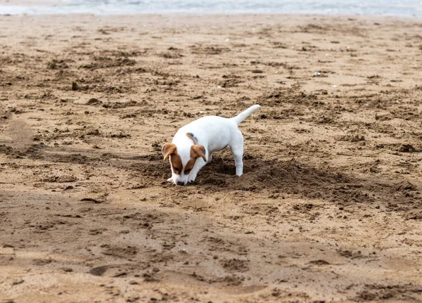 Kumsalda kumları kazan şirin köpek yavrusu. — Stok fotoğraf