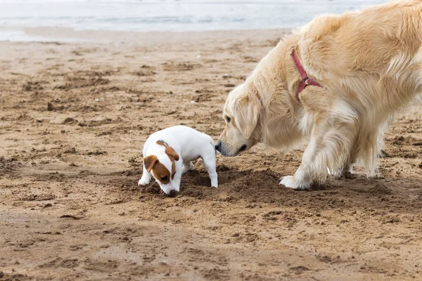 Kumsalda oynayan iki sevimli köpek. — Stok fotoğraf