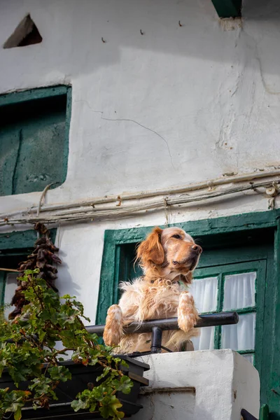 Pencereden bakan sevimli ve komik bir köpek. — Stok fotoğraf