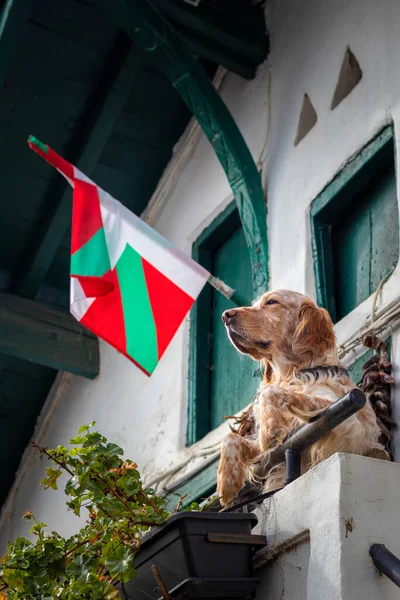 Bask ülkesinin bayrağıyla balkona bakan köpek. — Stok fotoğraf