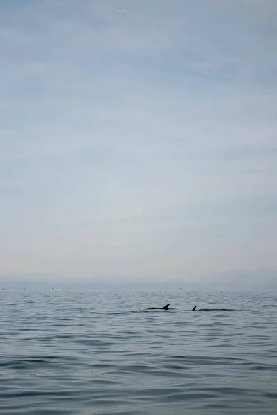 Par de golfinhos na costa do Oceano Australiano — Fotografia de Stock
