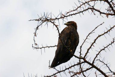 Afrika kartalı bir ağaç dalına tünedi.