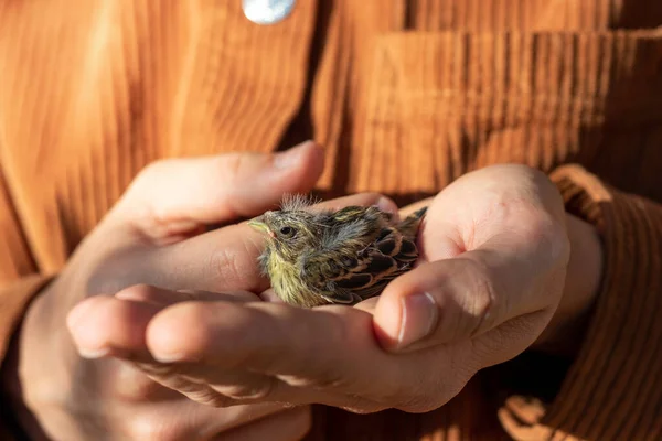 Newborn Little Bird Being Cared Human His Hands Survive Long — Stock Photo, Image