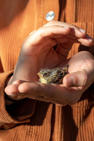 Bird breed in human hands being protected by a human after losing her mother in the wild life