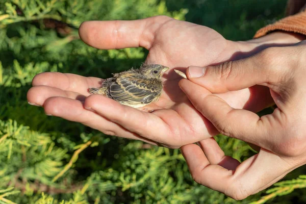 Close up view of baby bird in hand of human triying to feed him a sunflower seed with grass background in nature enviroment