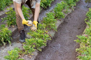 Unrecognizable young man cultivating potatoes in the home garden in summer time with yellow gloves on