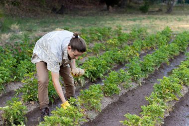 Genç Woking adam çömelmiş. Bahçe bahçesinden taze patates topluyor. Yazın mükemmel çizgiler çiziyor.