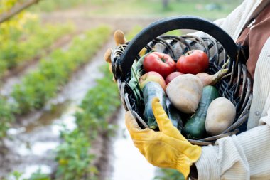 Vejetaryen ve vejetaryen diyeti için sebze topladıktan sonra hasatı gösteren eldivenli genç bayanın yakın görüntüsü.