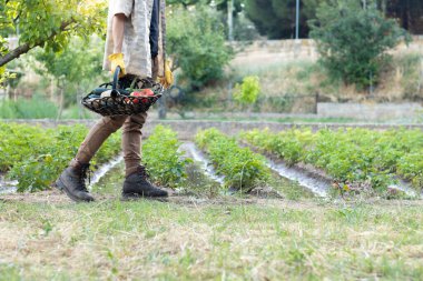 Elinde farklı sebzelerle dolu bir sepetle bahçede yürüyen tanınmamış genç adam.