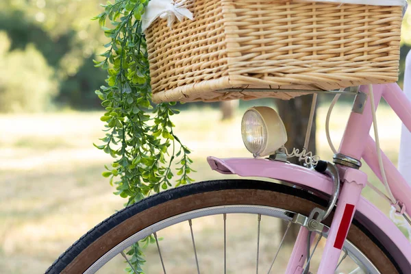 Close up view of pink vintage retro bicycle with light in front wicker basket and hanging plants in the park