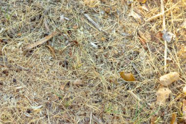 Kahverengi otlu kuru arazinin dokusu ve arka planı yaz havasında sıcak hava dalgasının ortasında susuz kalmış.