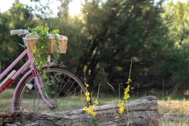 Side view of isolated pink vintage bicycle with wicker basket and hanging plants with copy space in the park