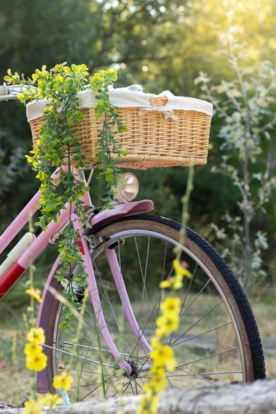 Vertical View Pink Retro Bicycle Wit Wicker Basket Plant Hanging — Foto Stock