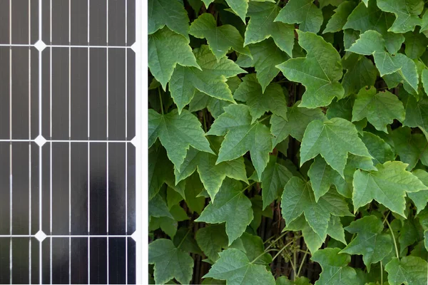 Closeup of solar photovoltaic black panel leaning on a green plant leaf background as eco green renewable solar energy concept