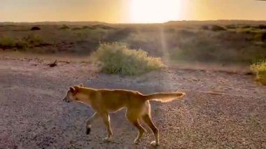 Wild Dingo dog walking on the road in empty desert at sunset time with sun behind