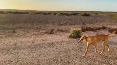 Old and injure wild dingo walking trough the road in empty and lonely desert