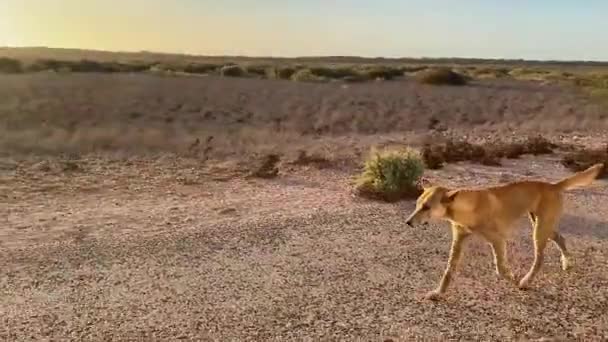 Old Injure Wild Dingo Walking Trough Road Empty Lonely Desert — Stock Video
