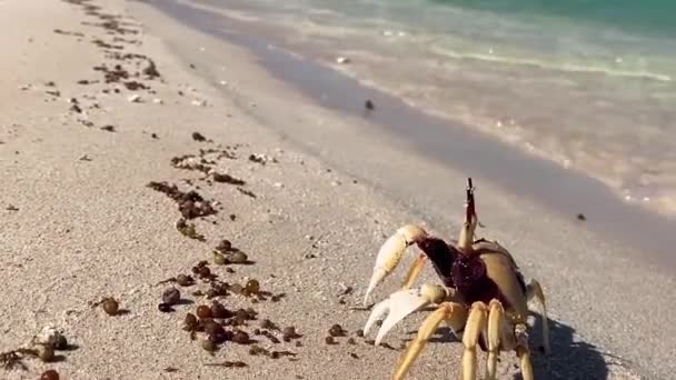 Close View White Red Crab Walking Trough Sea Shore Beach — ストック動画