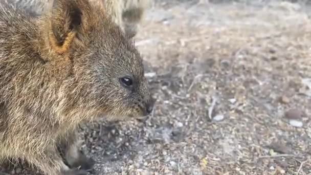 Close View Wild Quokka Animal Family Rottnest Island Western Australia — Video Stock