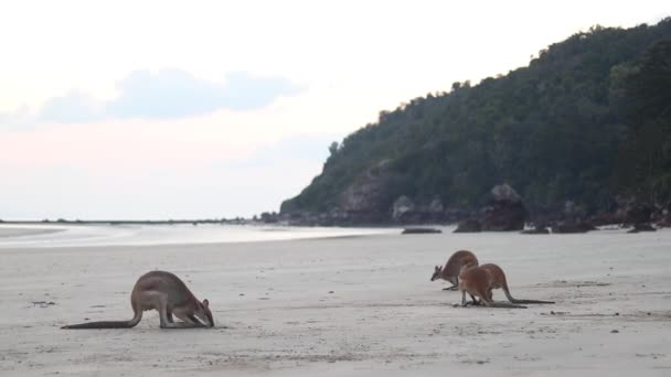 Wallabies Kangaroos Eating Beach Sand View Background Cape Hillsborough Australia — Stock Video
