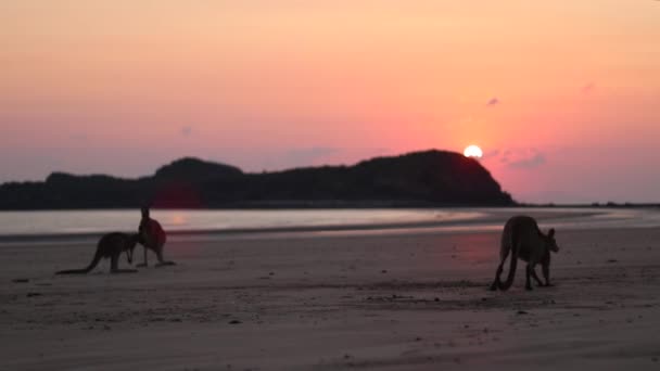 Wallabies Eating Beach Sand Sunrise View Background Cape Hillsborough Australia — Αρχείο Βίντεο