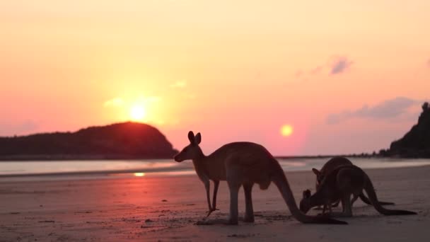 Wallabies Eating Beach Sand Sunrise View Background Cape Hillsborough Australia — Video
