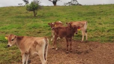 Avustralya 'da bulutlu gökyüzü olan yeşil bir çayırda küçük şirin buzağılar.