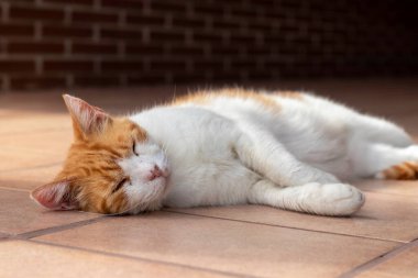 Evin verandasının gölgesinde uyuyan yerli beyaz ve turuncu kedi manzarasını kapat.