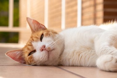 Yeşil gözlü güzel beyaz ve turuncu kedi ön verandada rahatlamış.