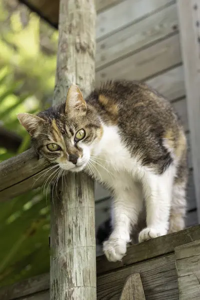 Vertical View Brow White Color Cat Heights Sorrounded Wooden Construction — Stock Photo, Image