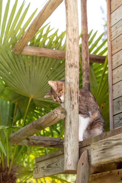 Vertical View Cat Afraid Hidding Humans Wood Garden Palms — Stock Photo, Image