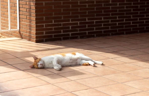 Gato Blanco Naranja Descansando Acostado Sobre Baldosas Tradicionales Porche Una — Foto de Stock
