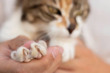 Keskin kedi tırnaklarının arka yüzünde bulanık kediyle yakın görüntüsü