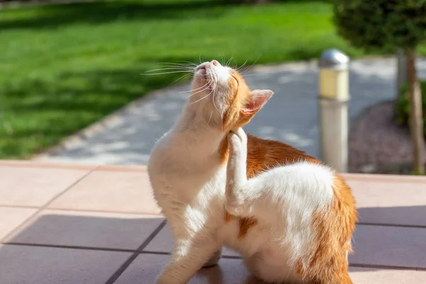 White and orange cat scratching the head with the back paw outdoors in the garden with sunlight
