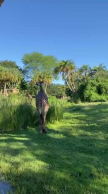 Mavi gökyüzünün altındaki bir hayvanat bahçesinde yeşil çimlerde yürüyen vahşi zürafa hayvanının dikey yakın görüntüsü