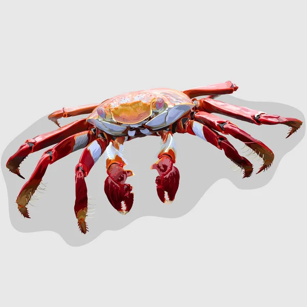 Crab Realistic Hand Drawn Vector Illustrations White Background — Stock Vector